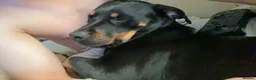 Mixed Breed dogs for sale: Rottweiler x jack russel 10 years old in Middlesbrough - Advert 5