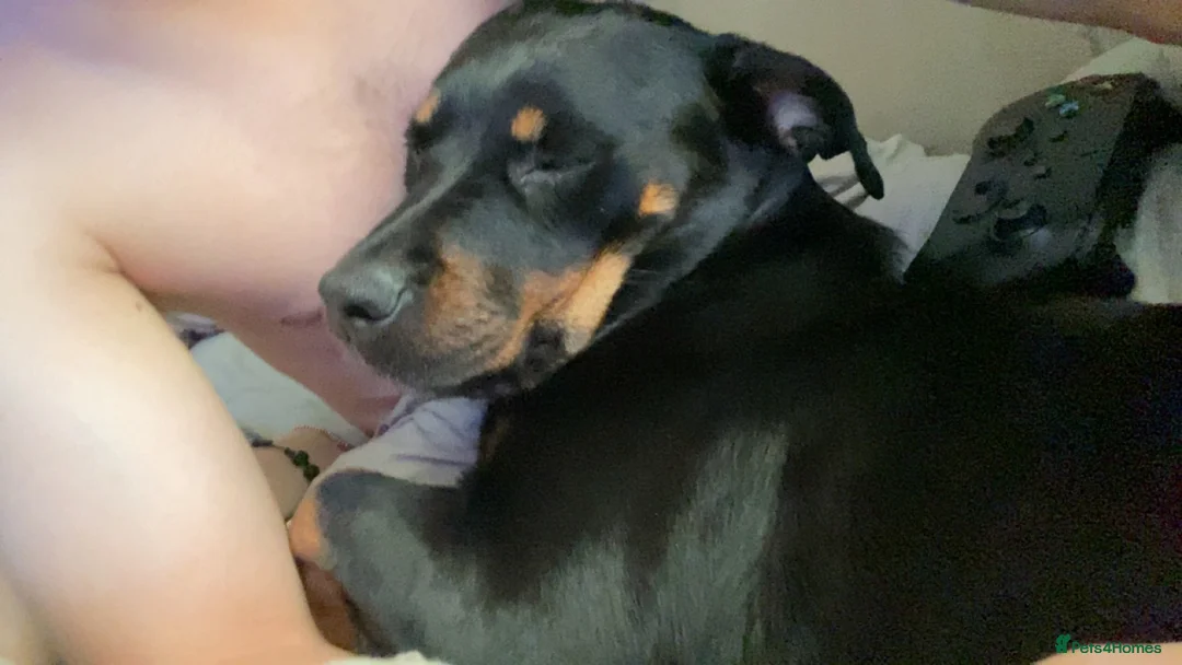 Mixed Breed dogs for sale: Rottweiler x jack russel 10 years old in Middlesbrough - Advert 5