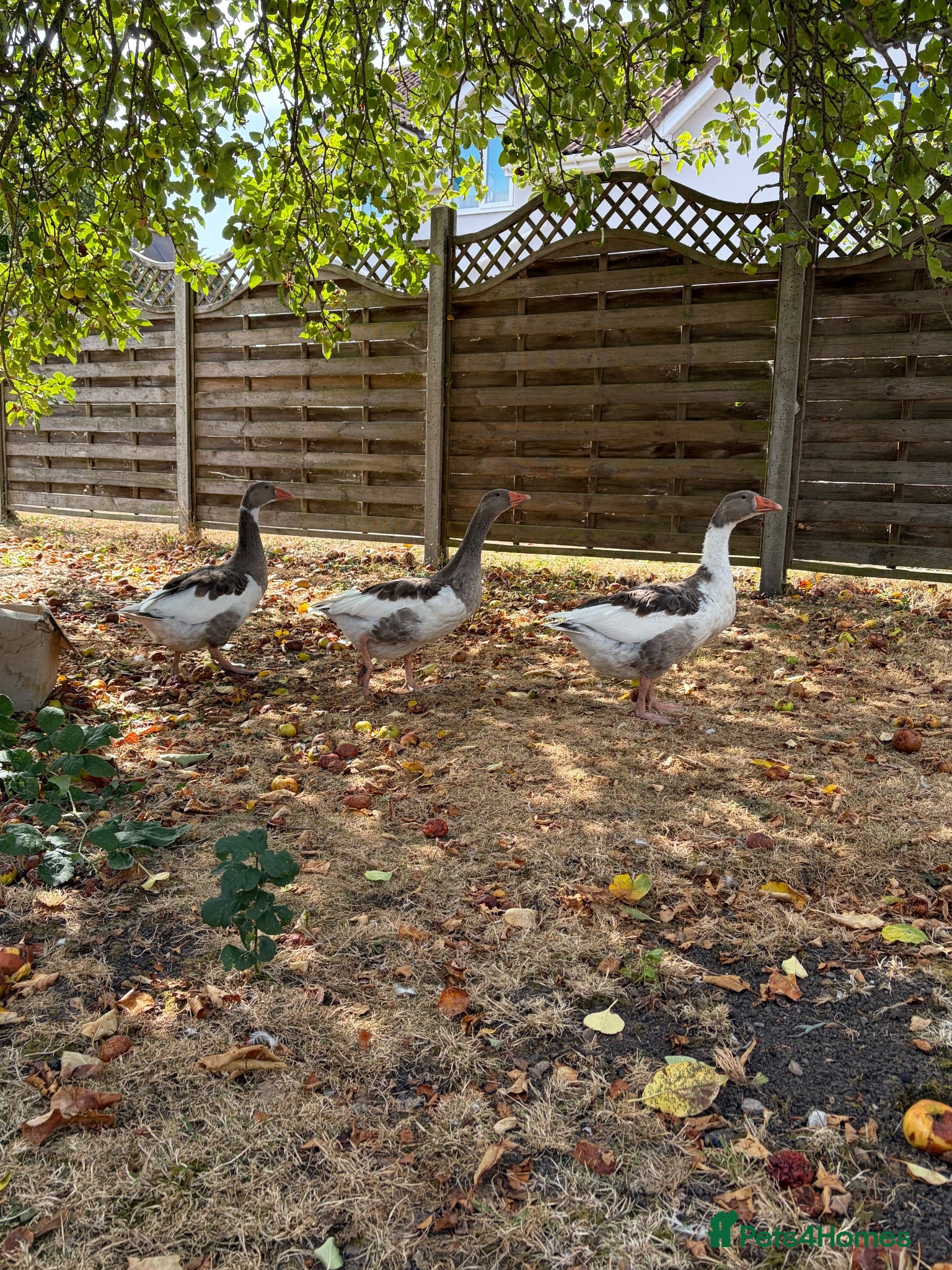 Geese poultry Goslings - Advert 7