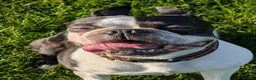 Boston Terrier dogs for stud: Harley - Boston Terrier - 7 Years Old in Stockton-on-Tees - Advert 11