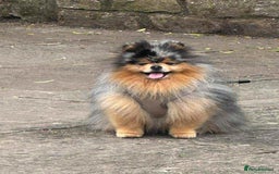 Pomeranian dogs for sale: Pomeranian puppies  - Image 6