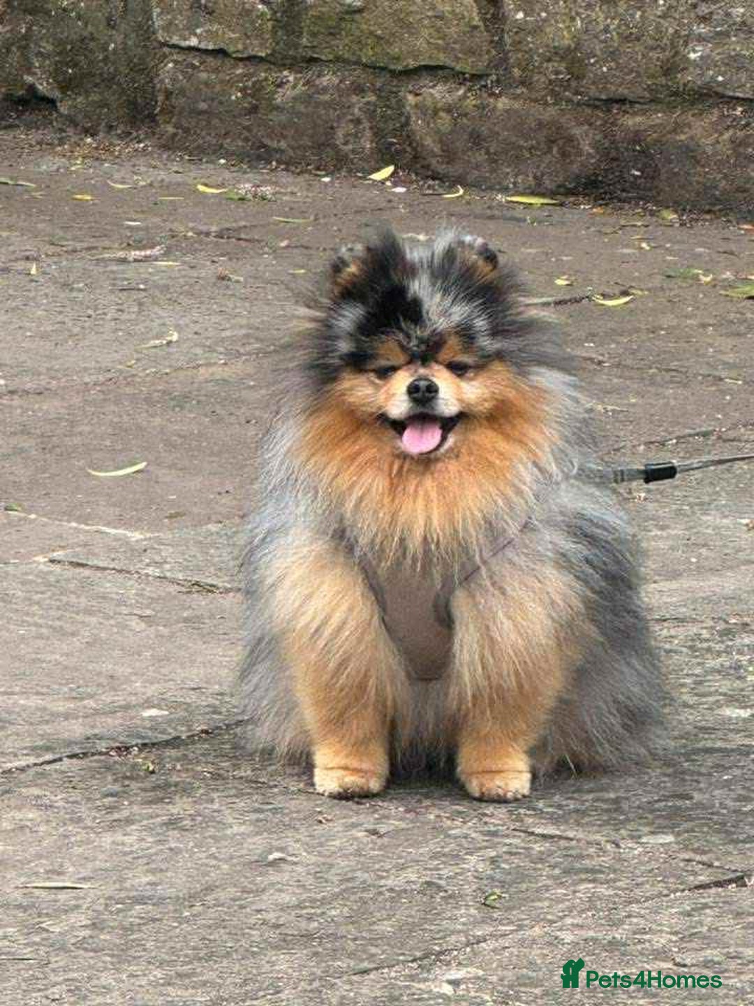 Pomeranian dogs for sale: Pomeranian puppies  - Image 6