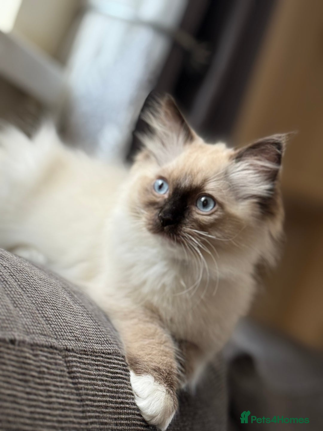 Ragdoll cats for sale: Beautiful Ragdol babies ready to leave  - Image 40