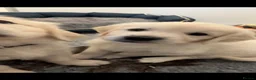 Golden Retriever dogs for sale: 1 Gril Cream Golden Retriever From Health Tested  - Advert 8