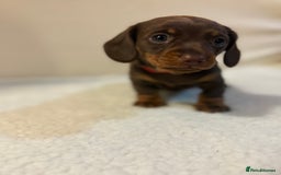 Miniature Dachshund dogs for sale: Miniature Dachshund puppies 🐶  - Image 9
