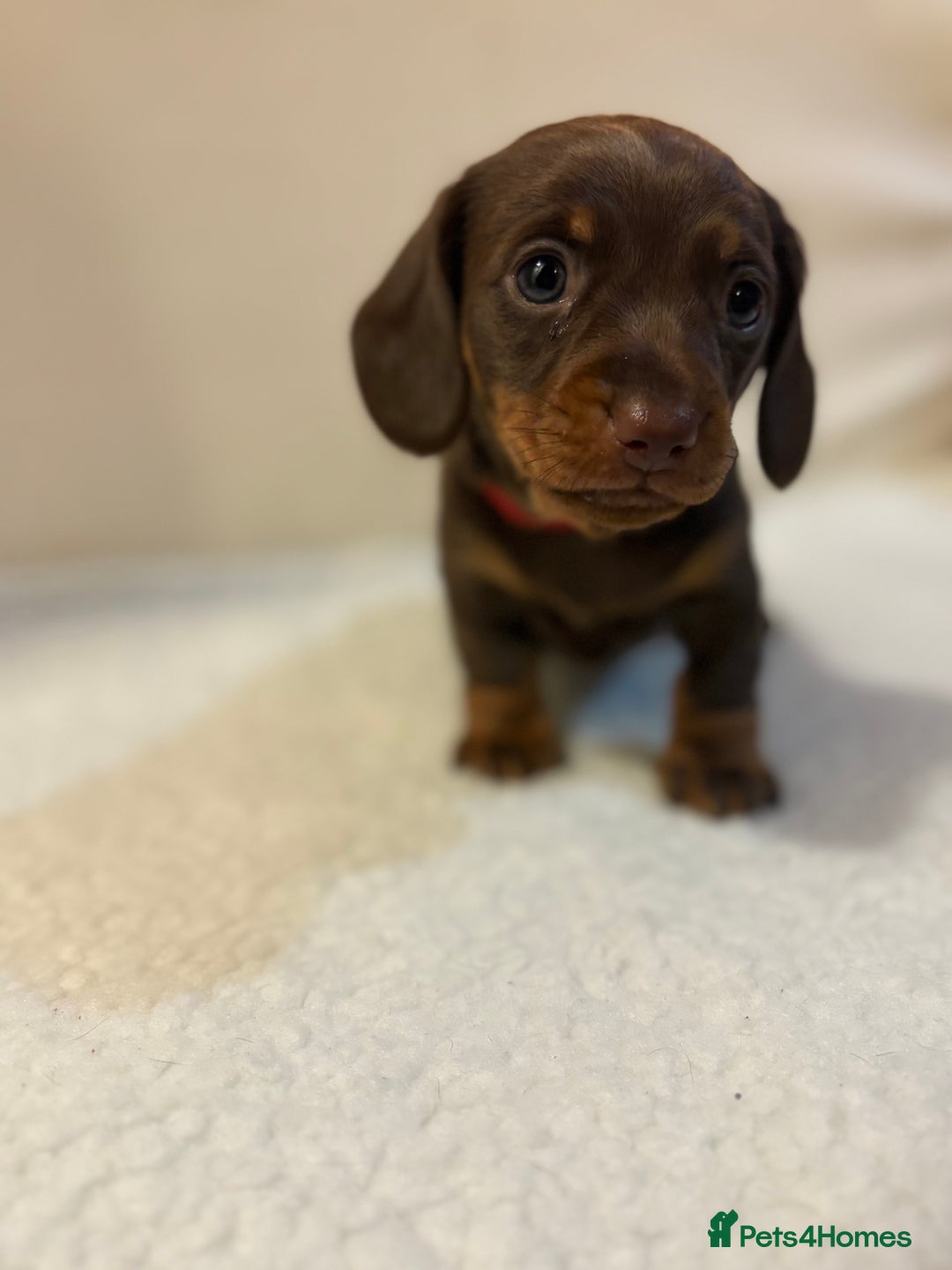 Miniature Dachshund dogs for sale: Miniature Dachshund puppies 🐶  - Image 9