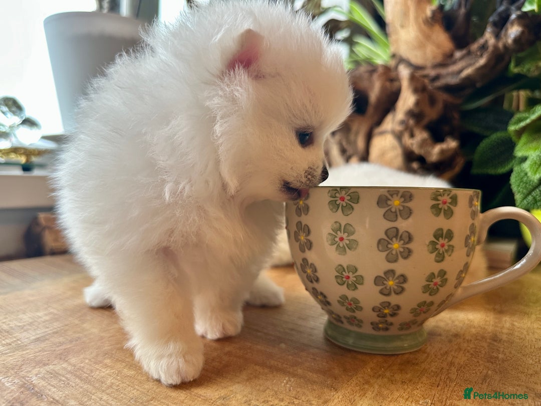 Pomeranian dogs for sale: KC white pomeranians  for reservation!  - Advert 7