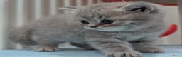 British Shorthair cats for sale: British Shorthair Kittens GCCF Pedigree Registered - Advert 4