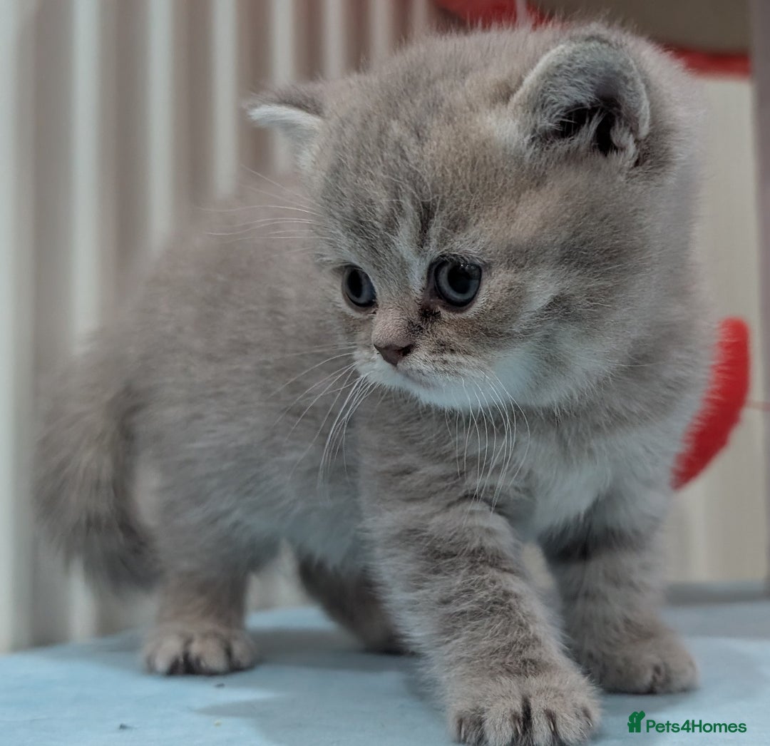 British Shorthair cats for sale: British Shorthair Kittens GCCF Pedigree Registered - Advert 4