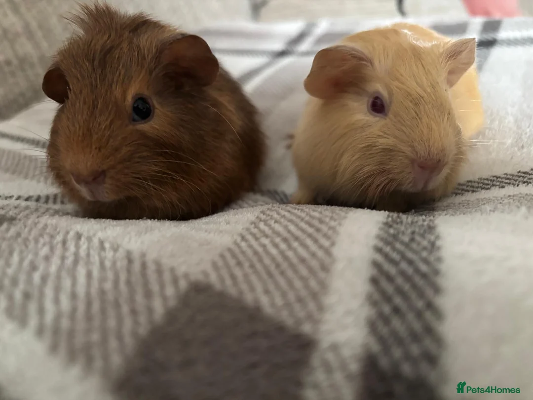 Guinea Pig rodents for sale: Two Beautiful Bonded Guinea Pigs 🐹❤️ in Chelmsford - Advert 5