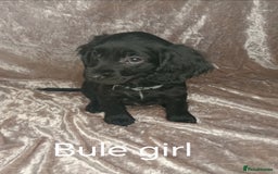 Cocker Spaniel dogs for sale: 3 beautiful cocker spaniel puppies ready now  - Image 2