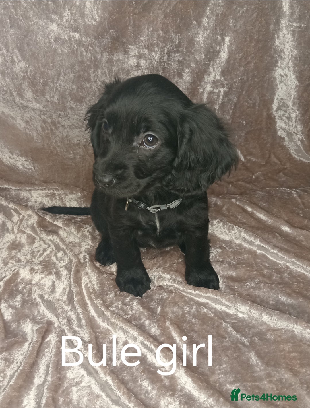 Cocker Spaniel dogs for sale: 3 beautiful cocker spaniel puppies ready now  - Image 2