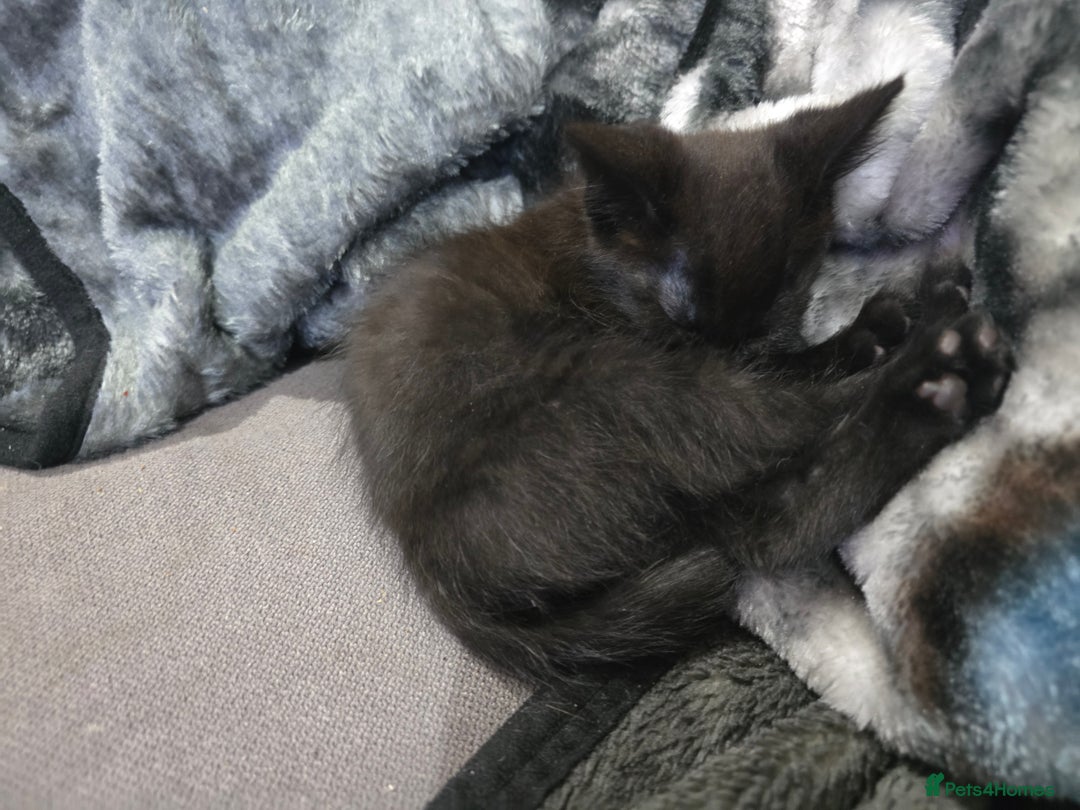 Mixed Breed cats for sale: Mixed breed kittens ready now.  - Image 23