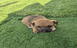 Border Terrier dogs for sale: Border terrier puppies  - Image 3