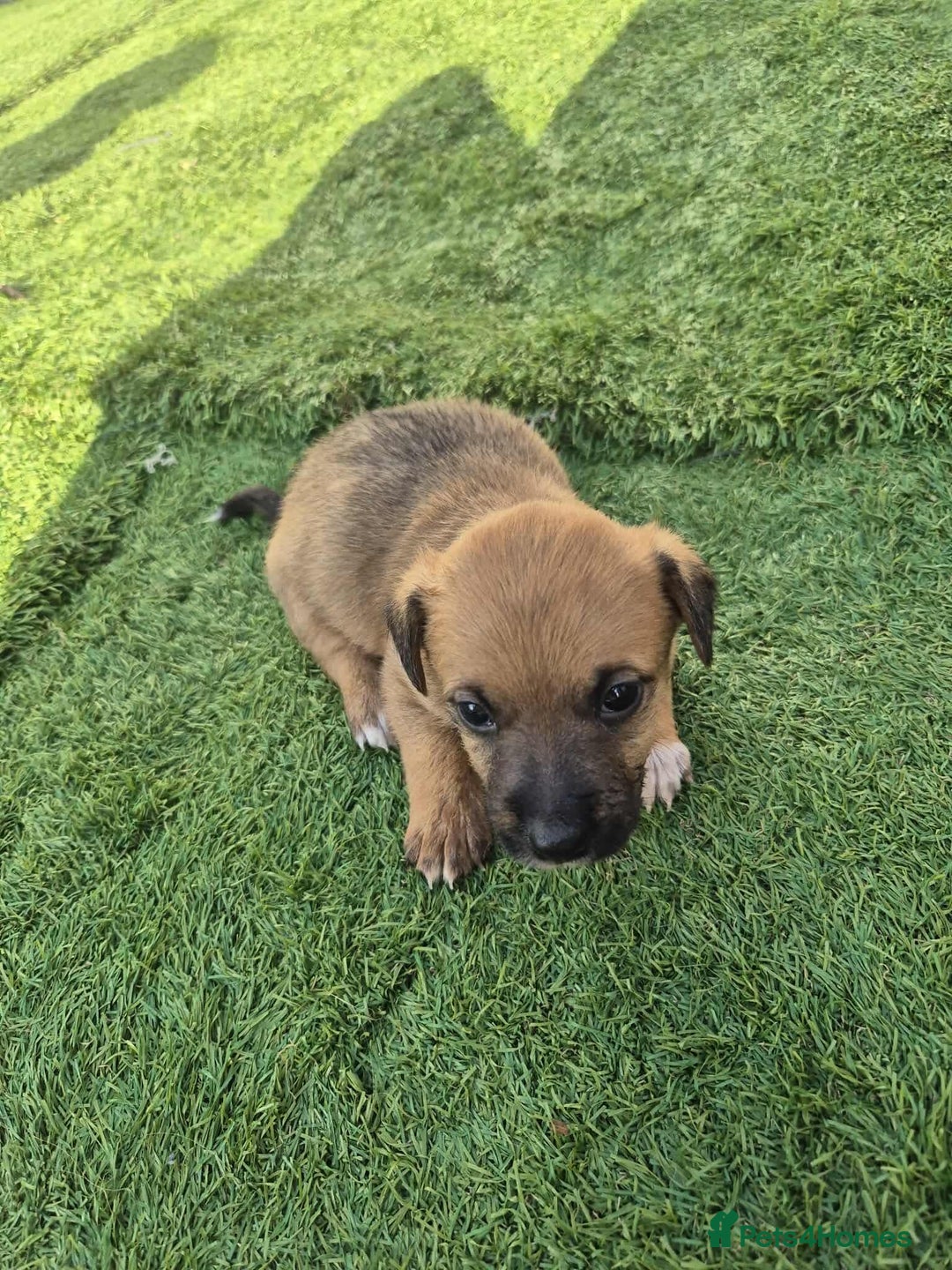 Border Terrier dogs for sale: Border terrier puppies  - Image 3