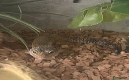 Gecko reptiles for sale: Leopard gecko  - Image 1