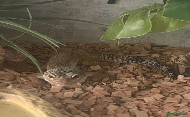 Gecko reptiles - Advert 1