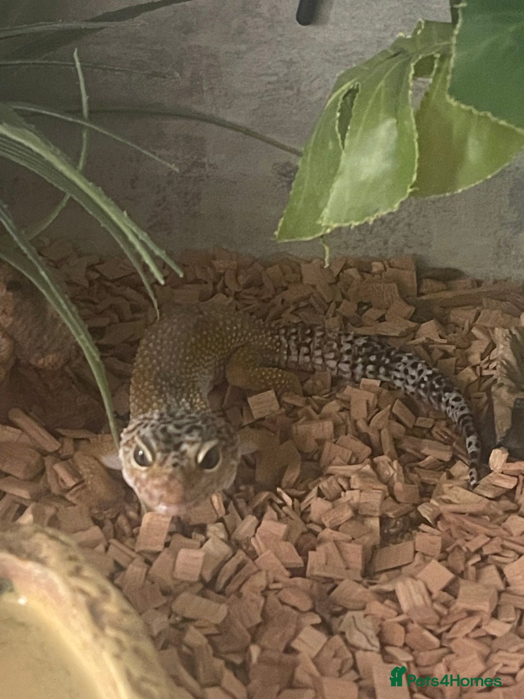 Gecko reptiles for sale: Leopard gecko  - Image 1