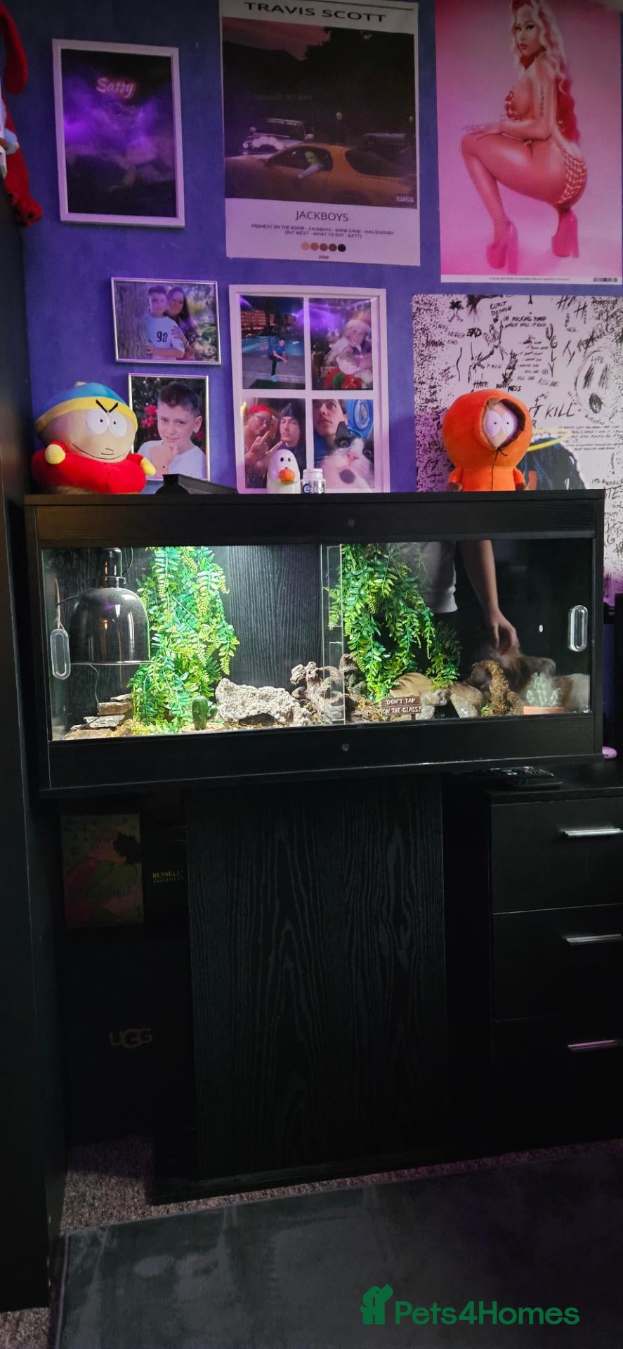 Leopard Gecko reptiles Leopard gecko with 50 gallon reptile tank. - Advert 1
