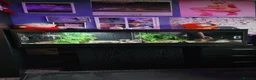 Leopard Gecko reptiles for sale: Leopard gecko with 50 gallon reptile tank. - Advert 1