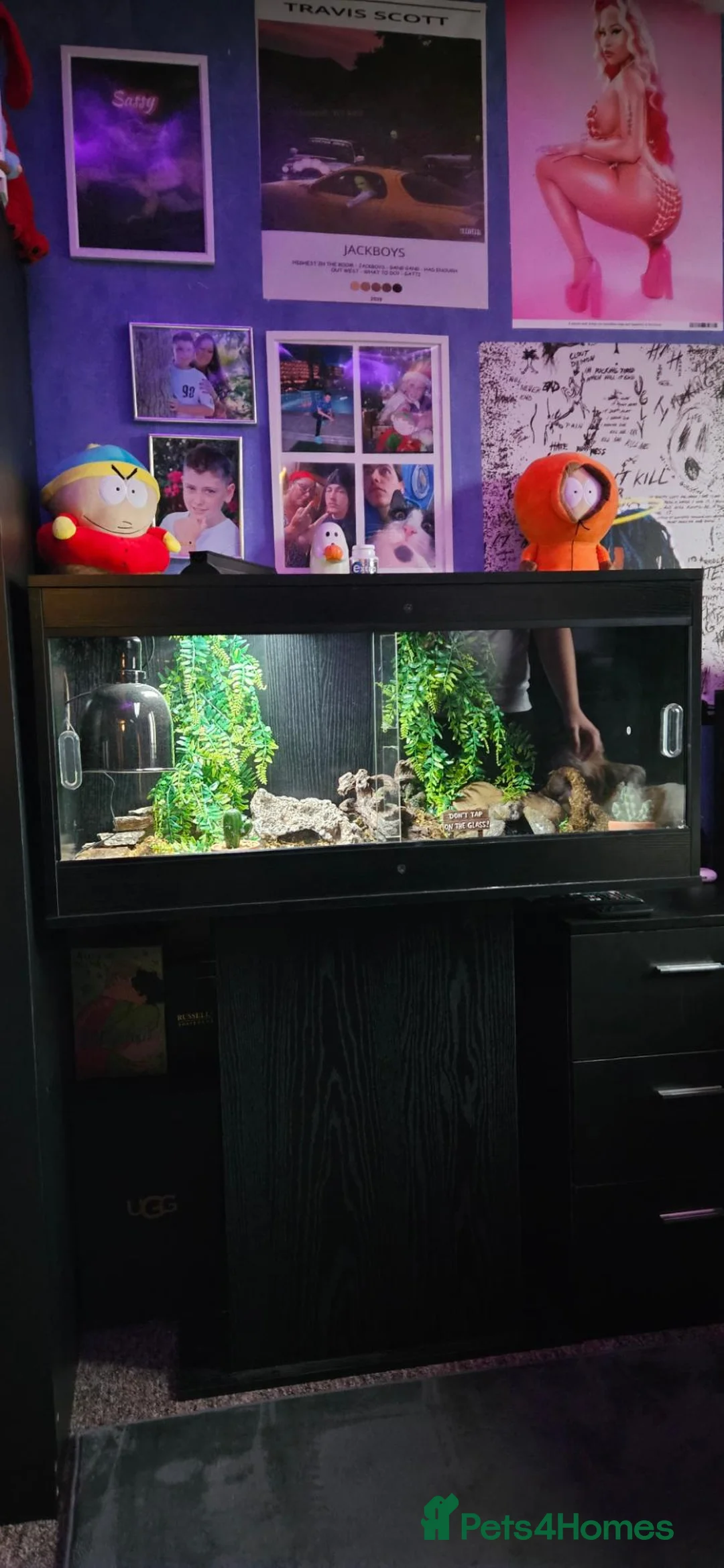 Leopard Gecko reptiles for sale: Leopard gecko with 50 gallon reptile tank. - Advert 1