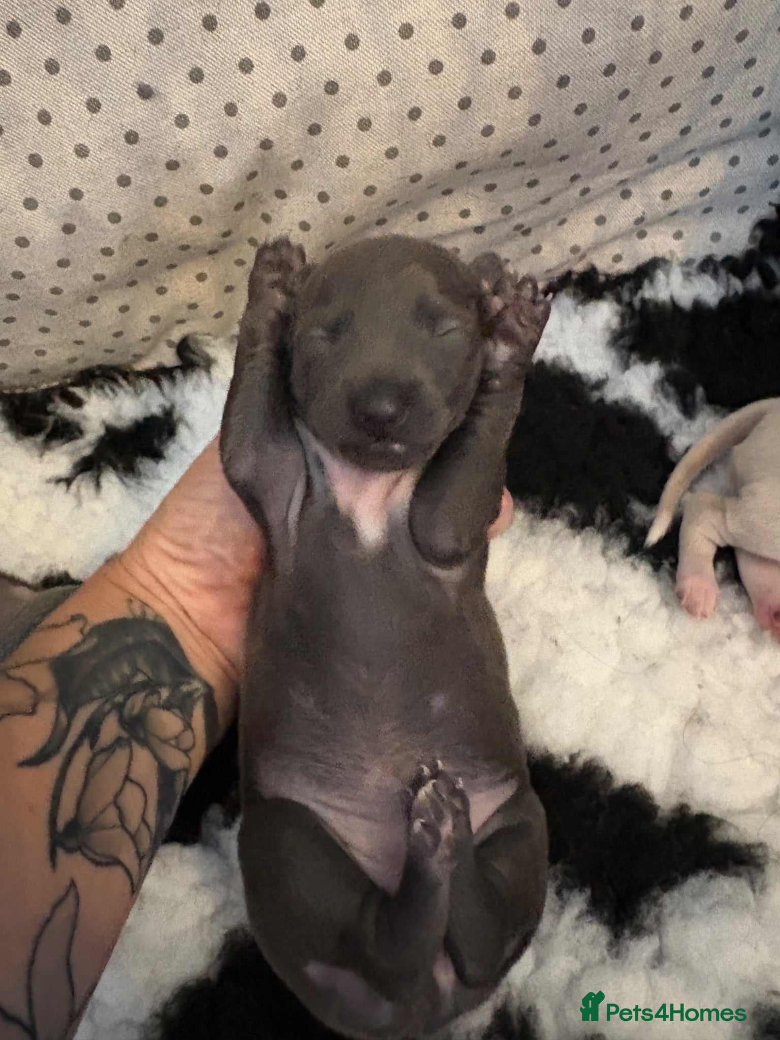 Italian Greyhound dogs 2weeks old  boy and girl available  - Advert 7
