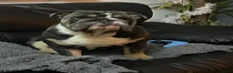 English Bulldog dogs for sale: Male Blue British Bulldog in Kettering - Advert 8