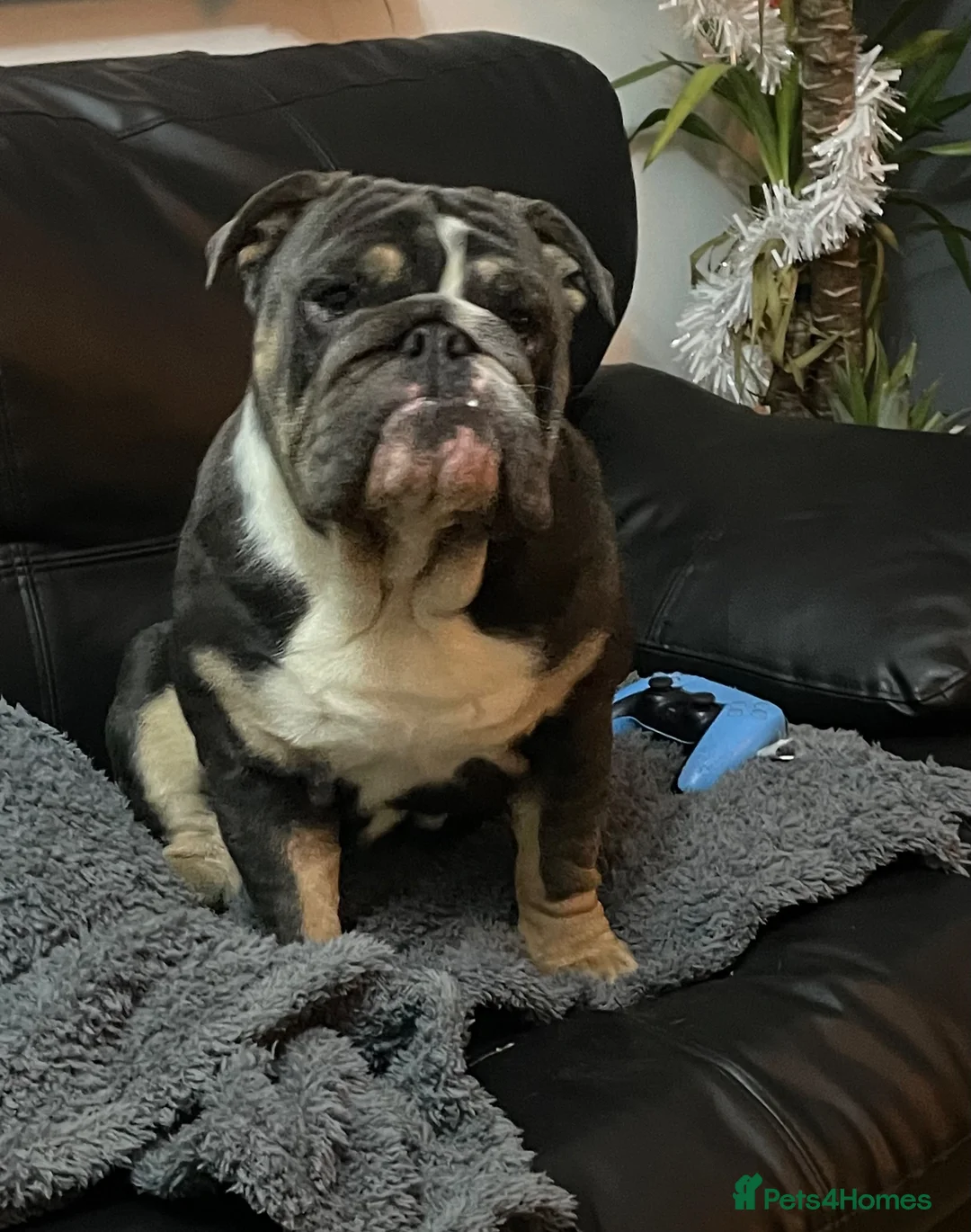 English Bulldog dogs for sale: Male Blue British Bulldog in Kettering - Advert 8