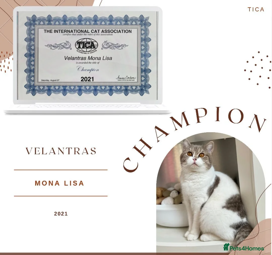 Scottish Fold cats for sale: The highest breeding quality Scottish Straight  - Advert 8