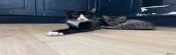 Mixed Breed cats for sale: 🩶 Half Maine Coons Ready Soon 🖤 - Advert 11