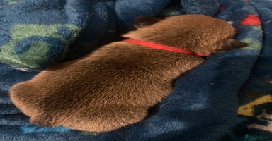 English Bulldog dogs - Advert 8