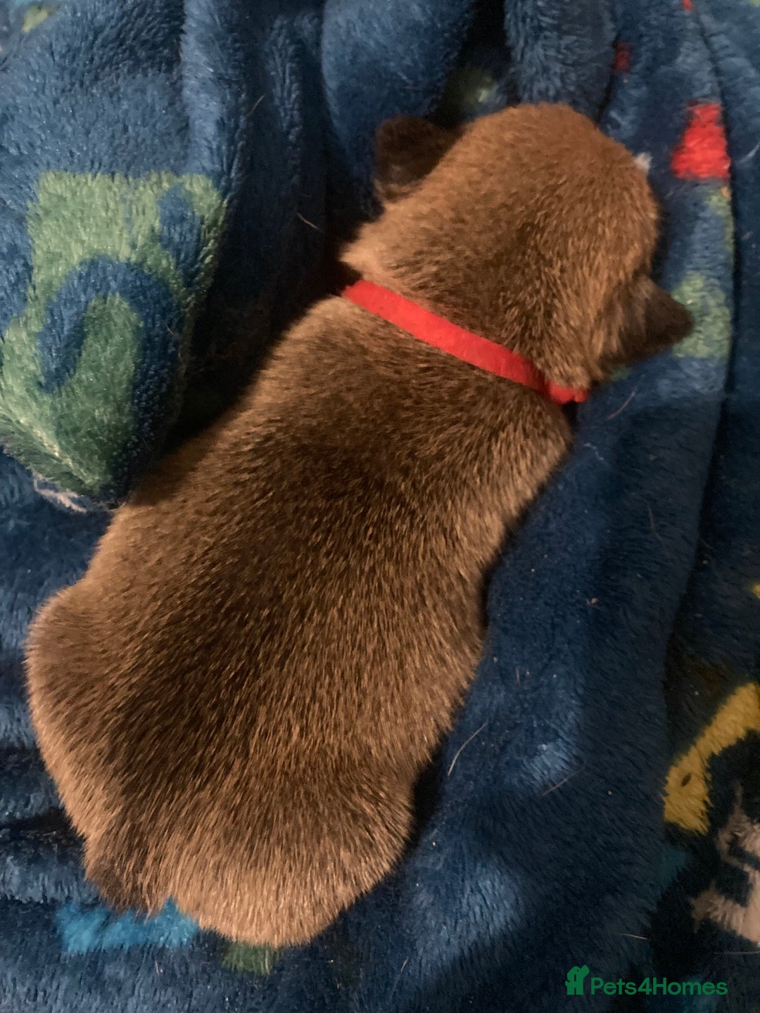 English Bulldog dogs for sale: Litter of 8  - Image 2