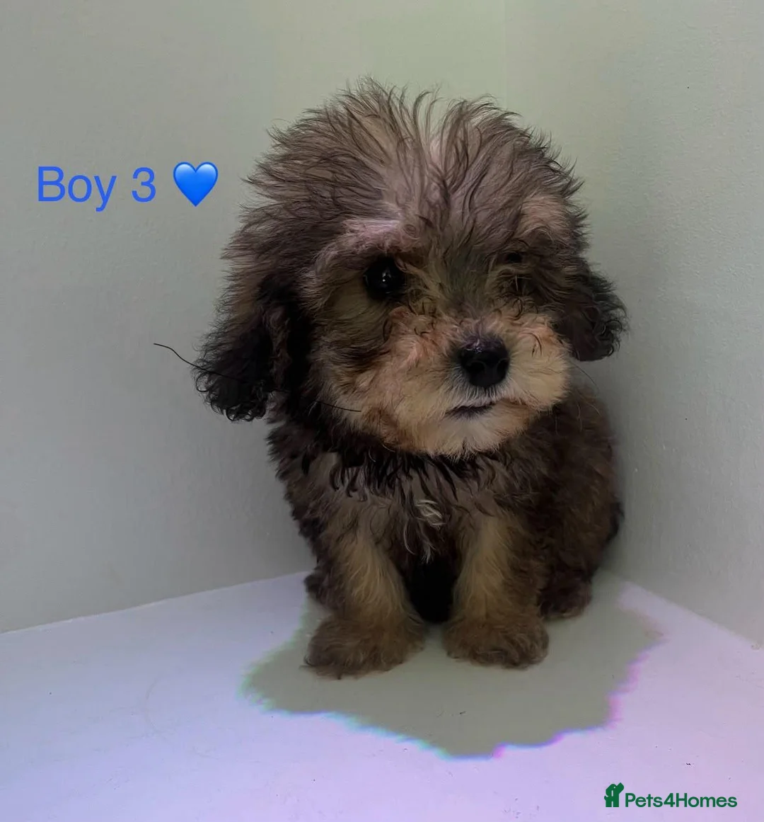Cockapoo dogs for sale: Beautiful cockapoos ready now 😍  in Knaresborough - Advert 1