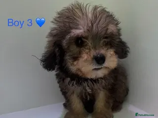 Cockapoo dogs Beautiful cockapoos ready now 😍 - Advert 10