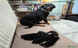 Rottweiler dogs for sale: Rottweiler puppies  - Image 22