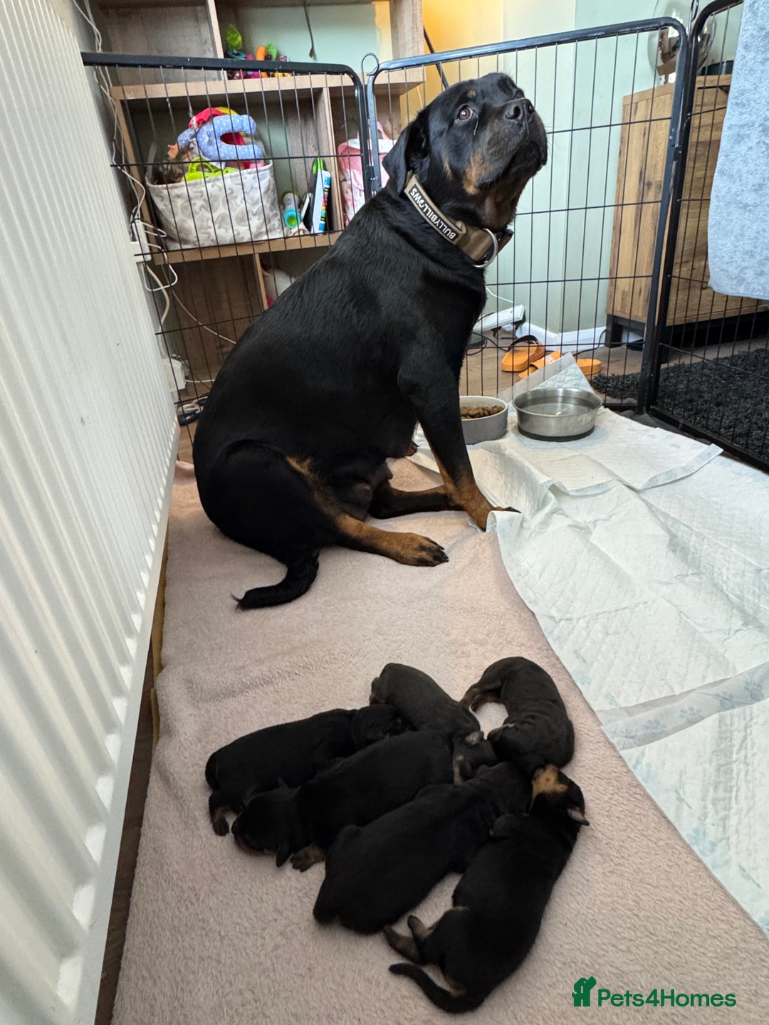 Rottweiler dogs for sale: Rottweiler puppies  - Image 22