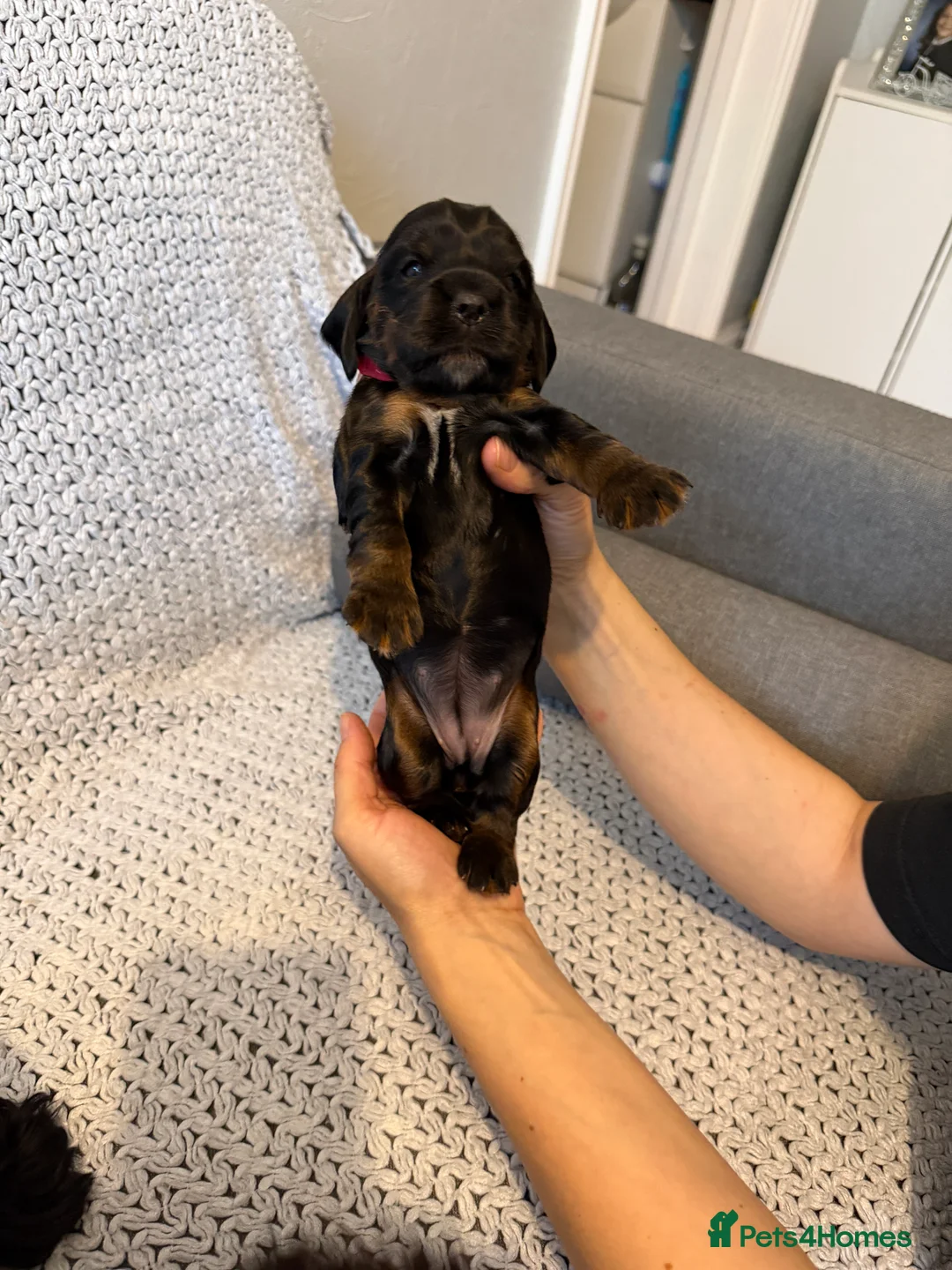 Cocker Spaniel dogs for sale: Outstanding Quality Puppies- Cocker Spaniel  - Advert 2