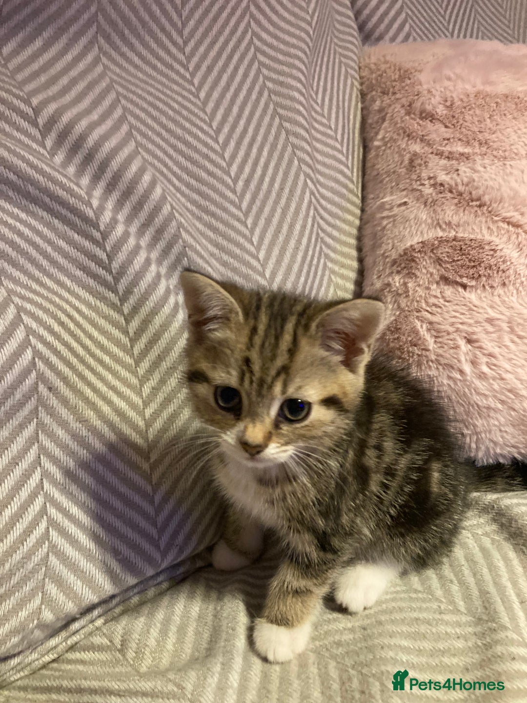 British Shorthair cats for sale: 2 beautiful fluffy kittens - Advert 10