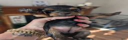 Yorkshire Terrier dogs for sale: Litter of 6 pedigree Yorkshire terriers - Advert 12
