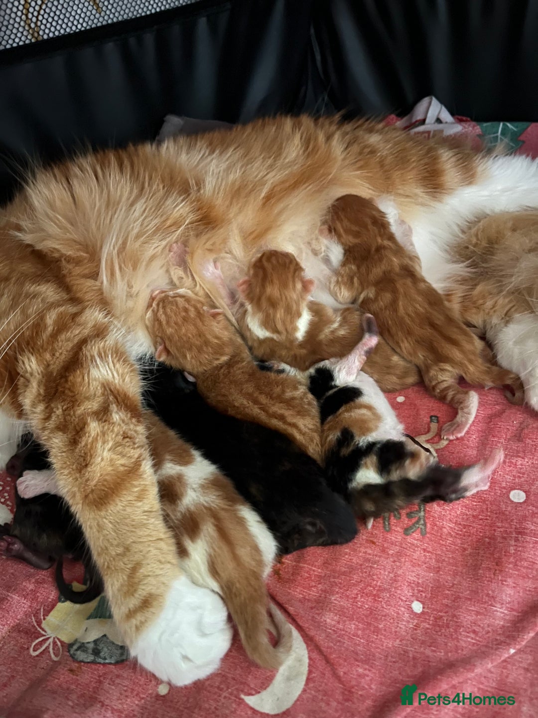 Mixed Breed cats for sale: Beautiful kittens  - Image 2