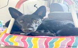 Mixed Breed dogs for adoption: BUDDY - 6 Months Old, Needs a New Home - Image 2