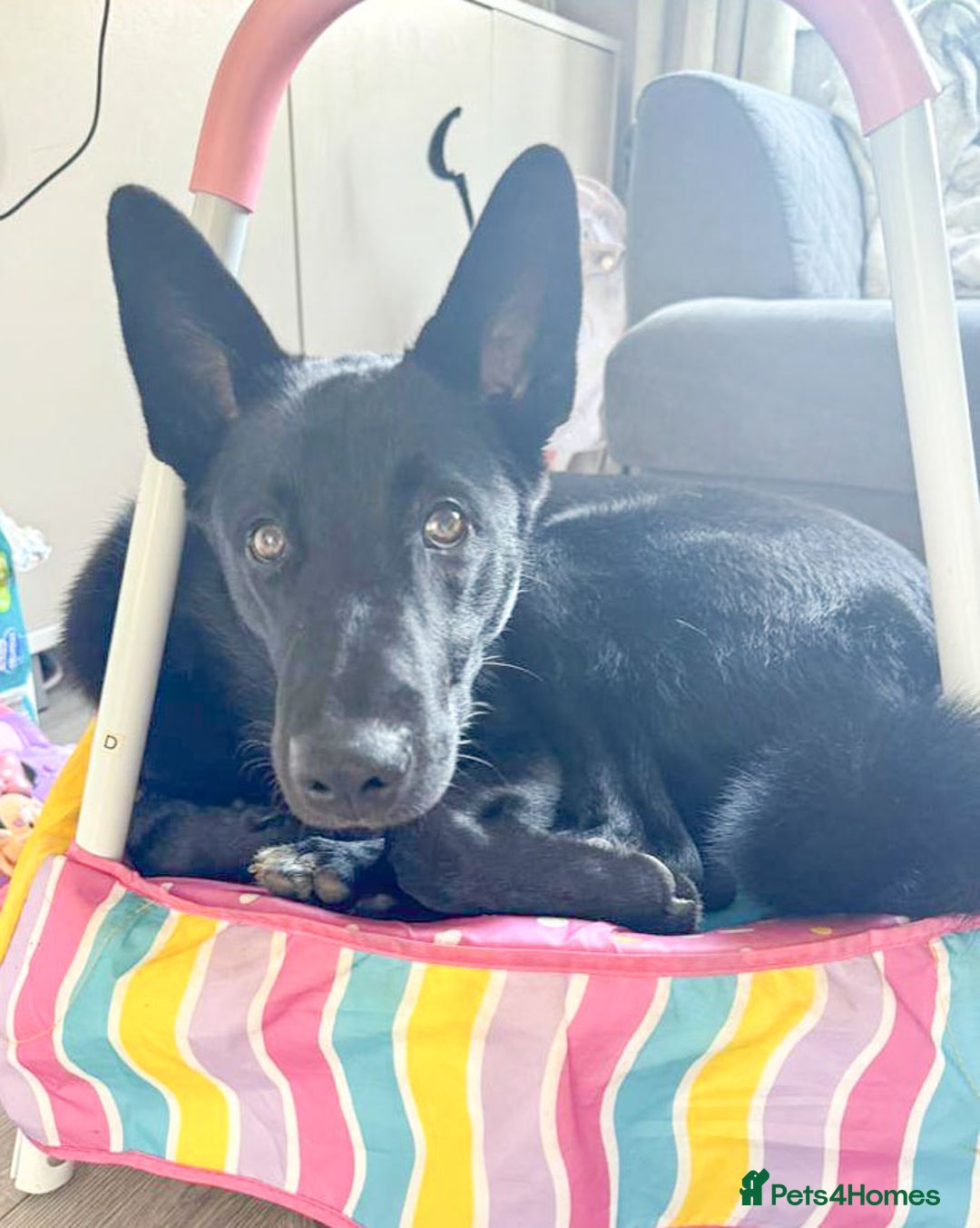 Mixed Breed dogs for adoption: BUDDY - 6 Months Old, Needs a New Home - Image 2