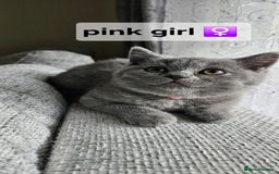 British Shorthair cats for sale: Beautiful Pedigree British short hair kittens🐈 in Buckhurst Hill - Image 3