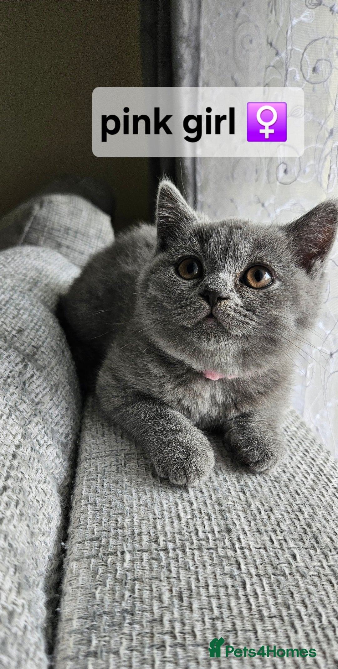 British Shorthair cats for sale: Beautiful Pedigree British short hair kittens🐈 in Buckhurst Hill - Image 3