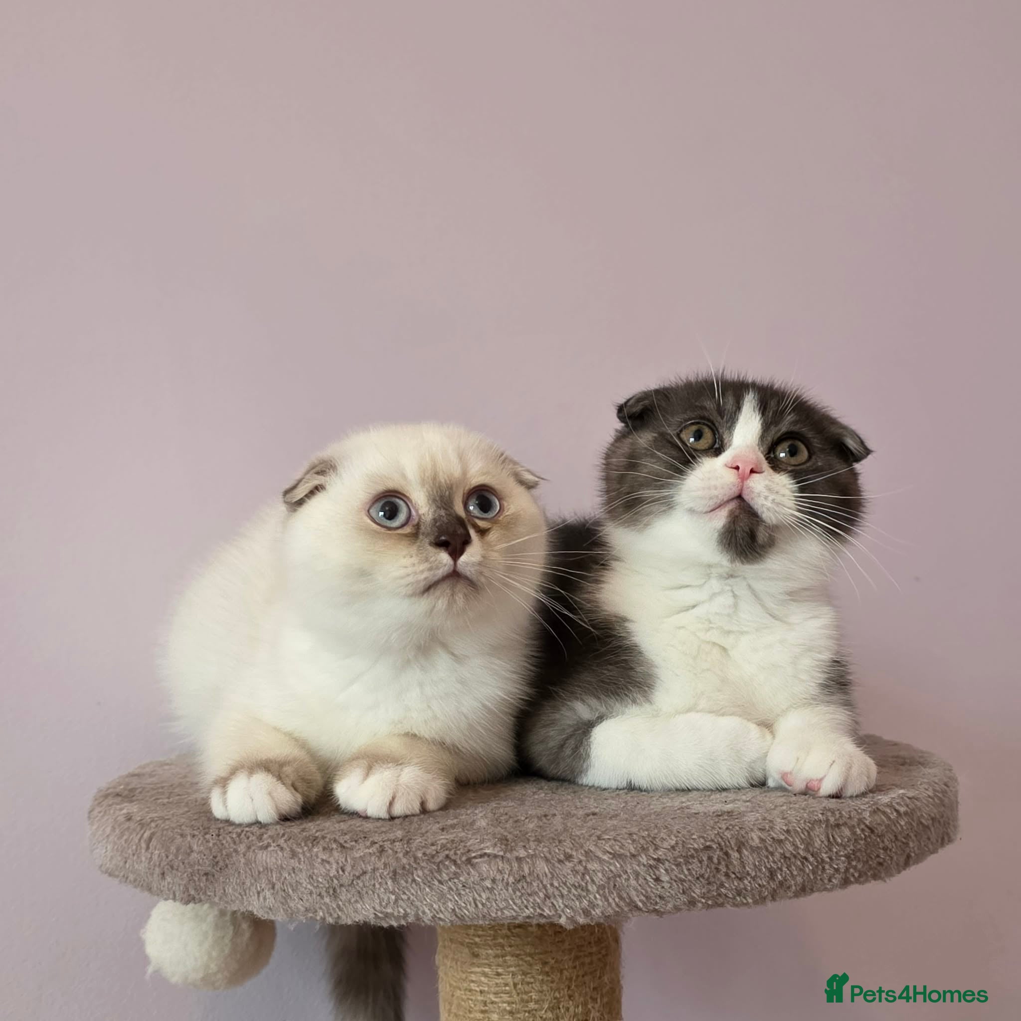 Scottish Fold cats Pedigree Scottish fold - Advert 2