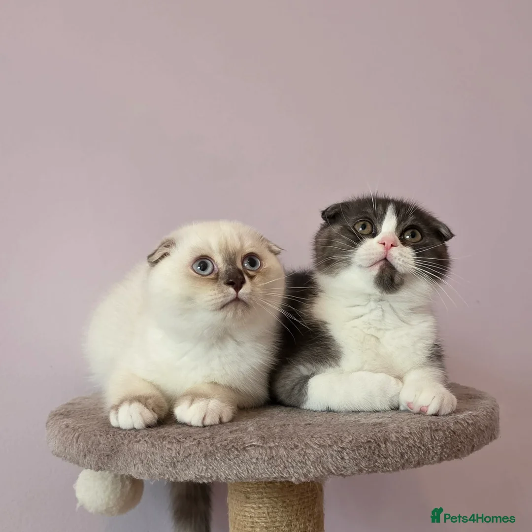 Scottish Fold cats for sale: Pedigree Scottish fold - Advert 2