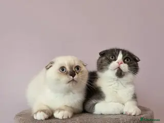 Scottish Fold cats Pedigree Scottish fold - Advert 6