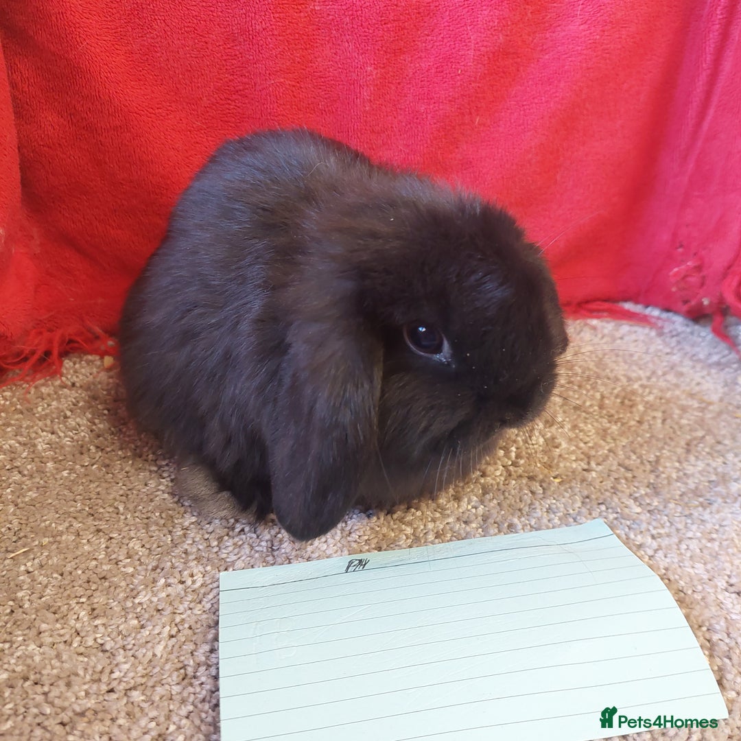 Mini Lop rabbits for sale: Minilop babys bucks & does  - Advert 5