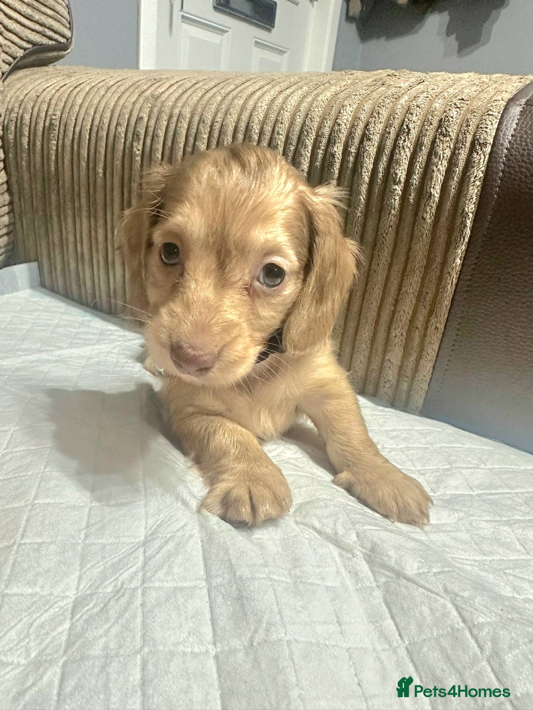 Miniature Dachshund dogs for sale: Cream Mini long hair Dachshunds - Advert 5