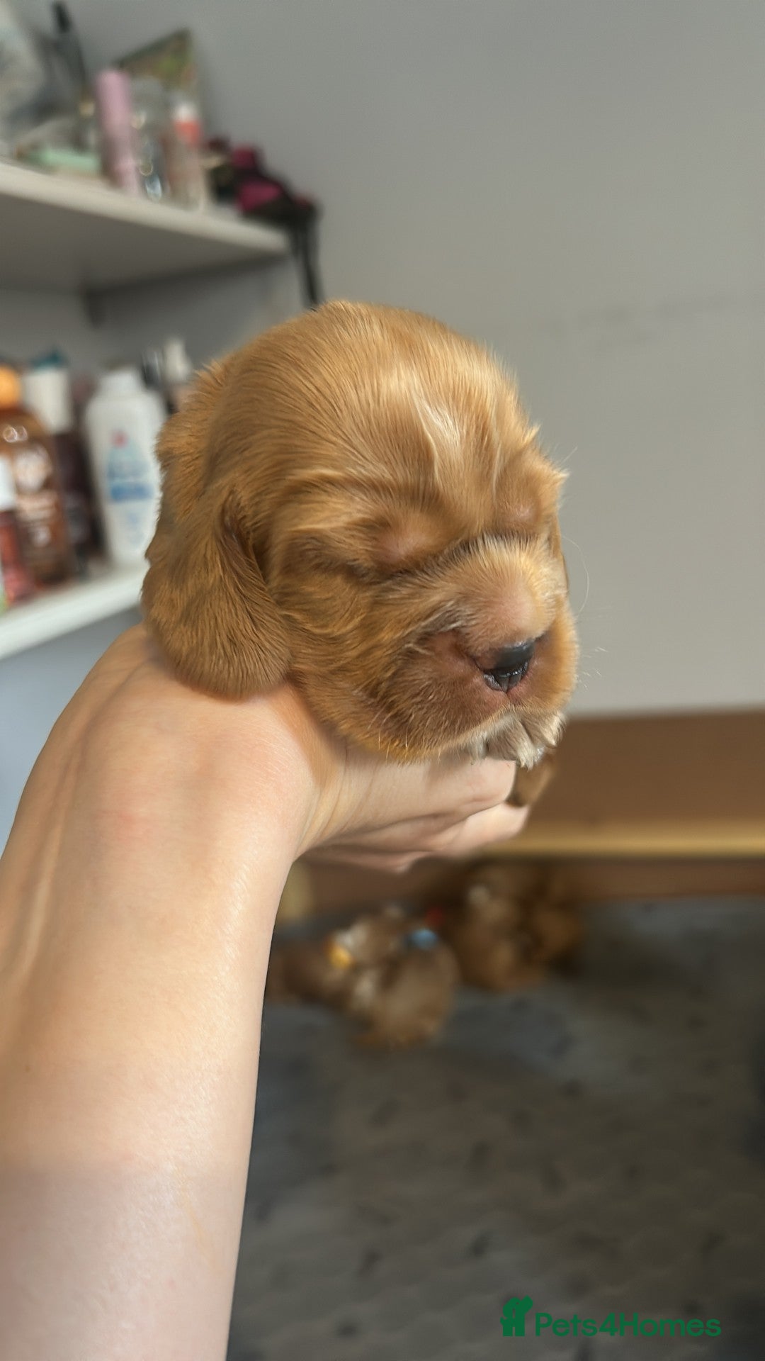 Cocker Spaniel dogs for sale: Stunning Show type Cocker Spaniels - Image 3